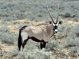 02 - Namibia Etosha Nationalpark
