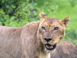 05 - Botsuana Chobe-Nationalpark