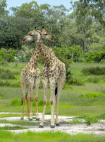 09 - Botsuana Moremi Nationalpark